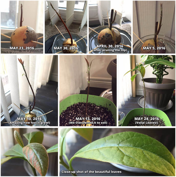 Growth Progress of My Avocado Plant